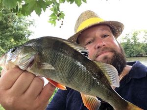 European Perch