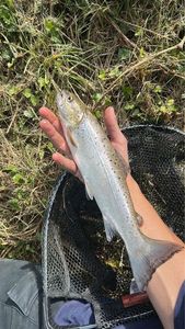 Sea Trout