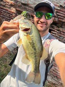 Largemouth Bass