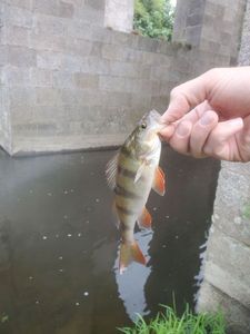 European Perch
