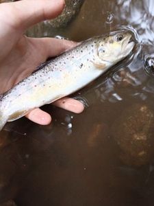 Brown Trout