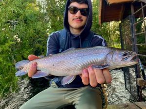 Brook Trout