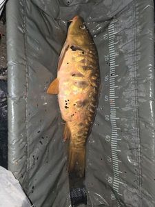 Common Carp