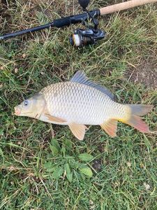 Common Carp