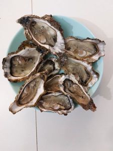 Pacific Oyster
