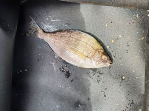 Black Seabream