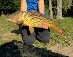 Common Carp