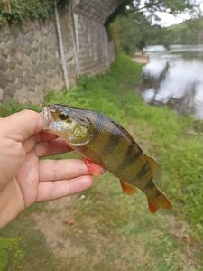 European Perch