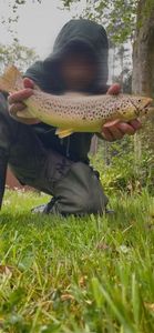 Brown Trout