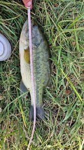 Largemouth Bass