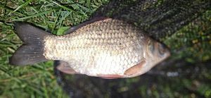 Rudd