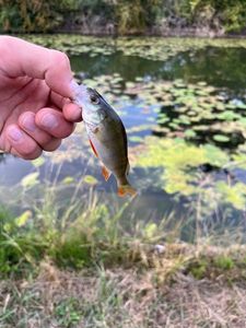 European Perch