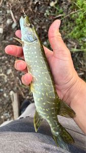 Northern Pike