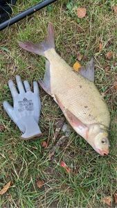 Common Bream