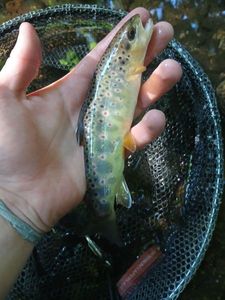 Brown Trout