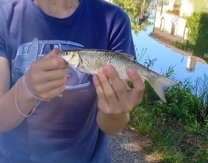 Chub