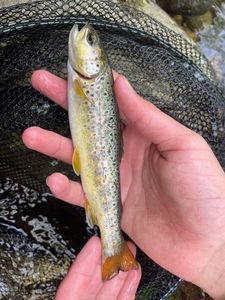 Brown Trout