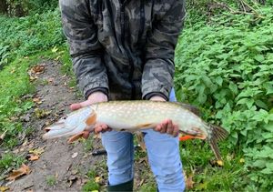 Northern Pike