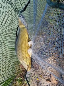 Tench