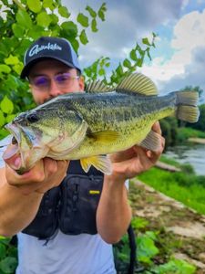 Largemouth Bass