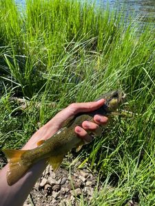 Brown Trout