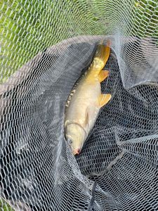 Leather Carp