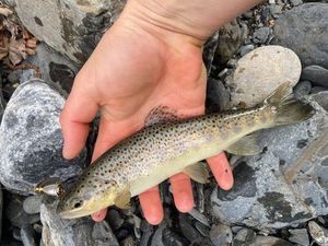 Brown Trout