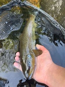Brown Trout