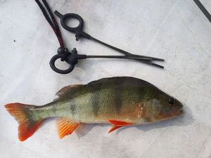 European Perch