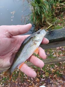 European Perch