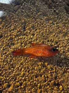Cardinal Fish