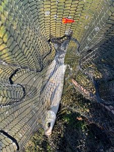 Thinlip grey mullet