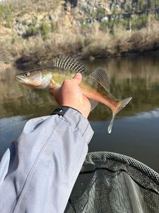 Zander