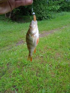 European Perch