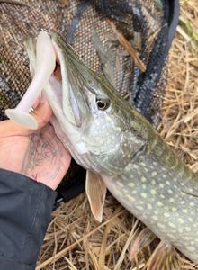 Northern Pike