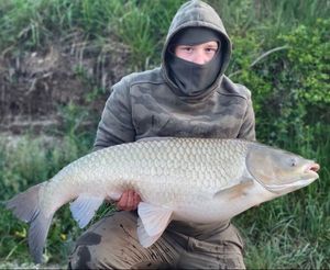 Grass Carp