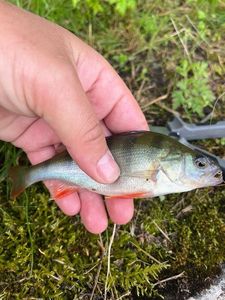 European Perch