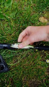 Largemouth Bass