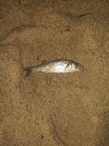 European Bass (Seabass)