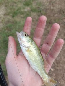 Largemouth Bass