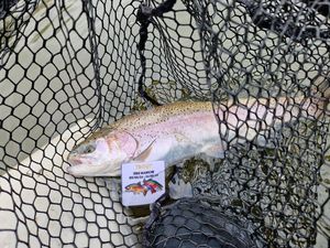 Rainbow Trout