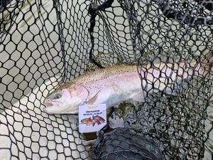 Rainbow Trout