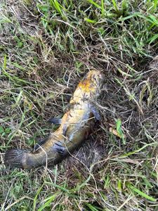 Black Bullhead