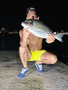 Gilthead Seabream