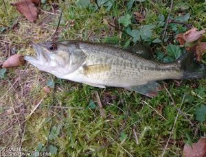 Largemouth Bass