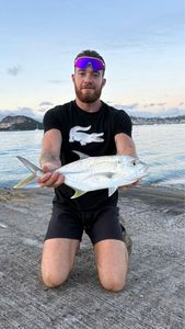 Crevalle Jack