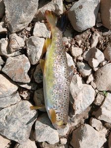 Brown Trout