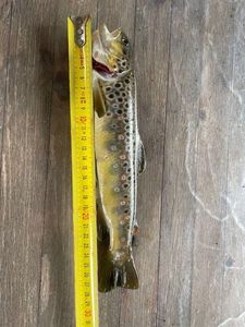 Brown Trout