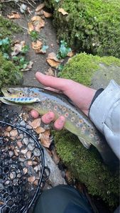 Brown Trout