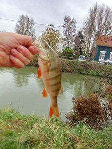 European Perch